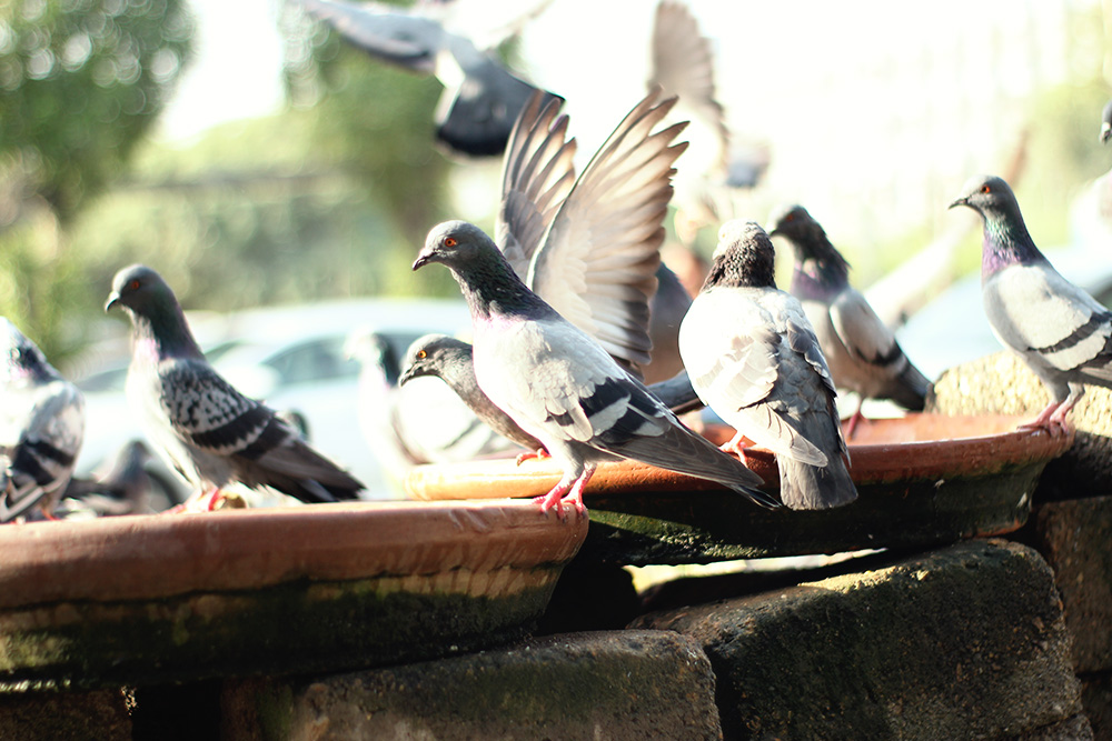 Pic anti-pigeon, anti-oiseau, anti-volatile