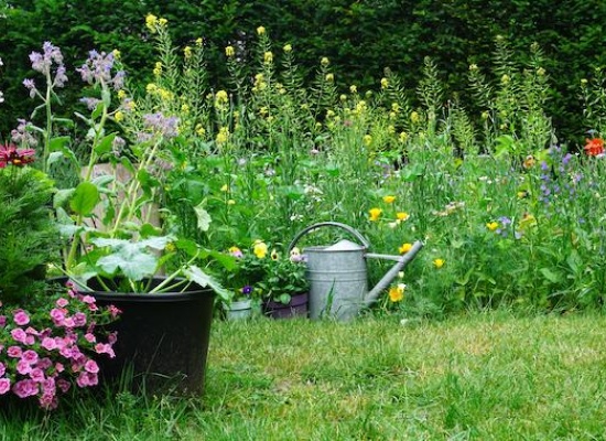 Quelles solutions pour adapter votre jardin au changement climatique ?