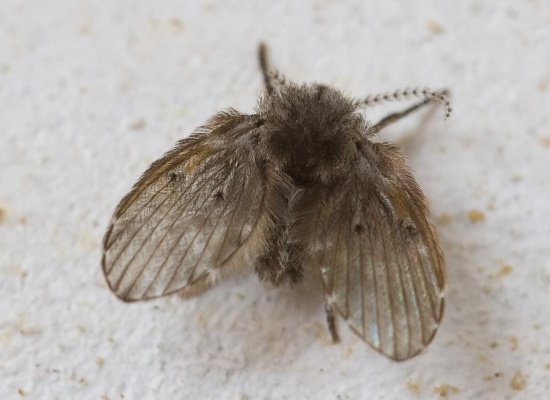 Mouches papillons : comment s'en débarrasser ?