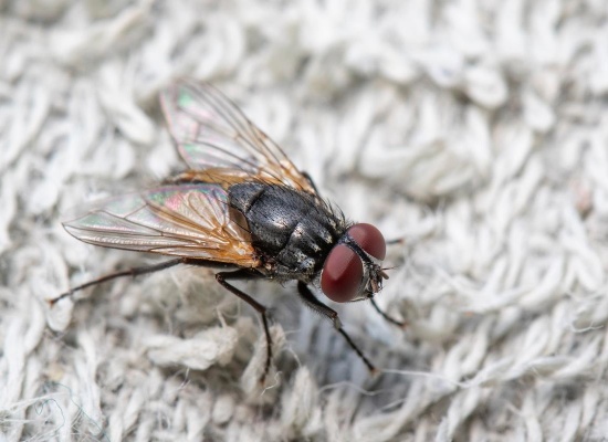 Comment se débarrasser de mouches dans une maison ?