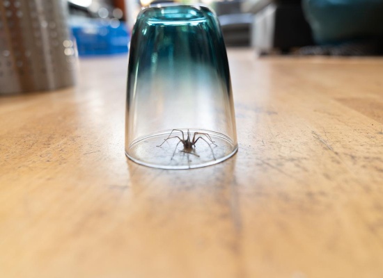 Les meilleures techniques pour éloigner les araignées de la maison