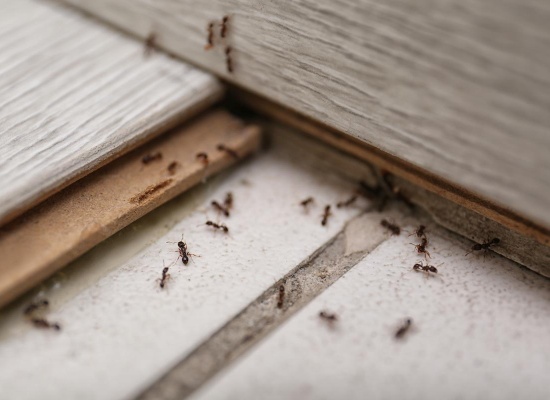 Les meilleures techniques pour se débarrasser des fourmis dans la maison